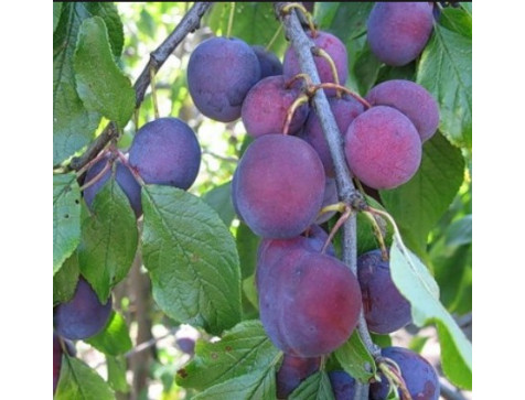 Слива Мирная Слива Мирная